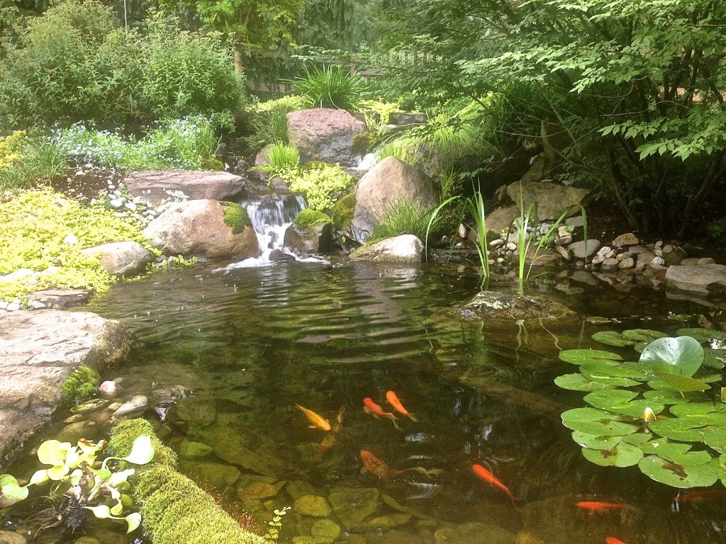 spring pond pondless stream waterfall fishpond cleaning harford county baltimore county