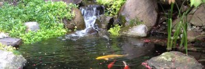 Harford County Pond Cleaning