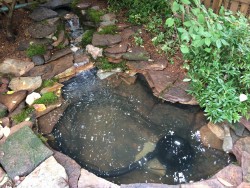 Pond and Waterfall Renovation Baltimore, MD