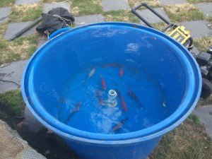 fish in holding tank | Baltimore County, MD Pond Maintenance 